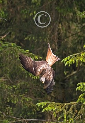 Red Kite